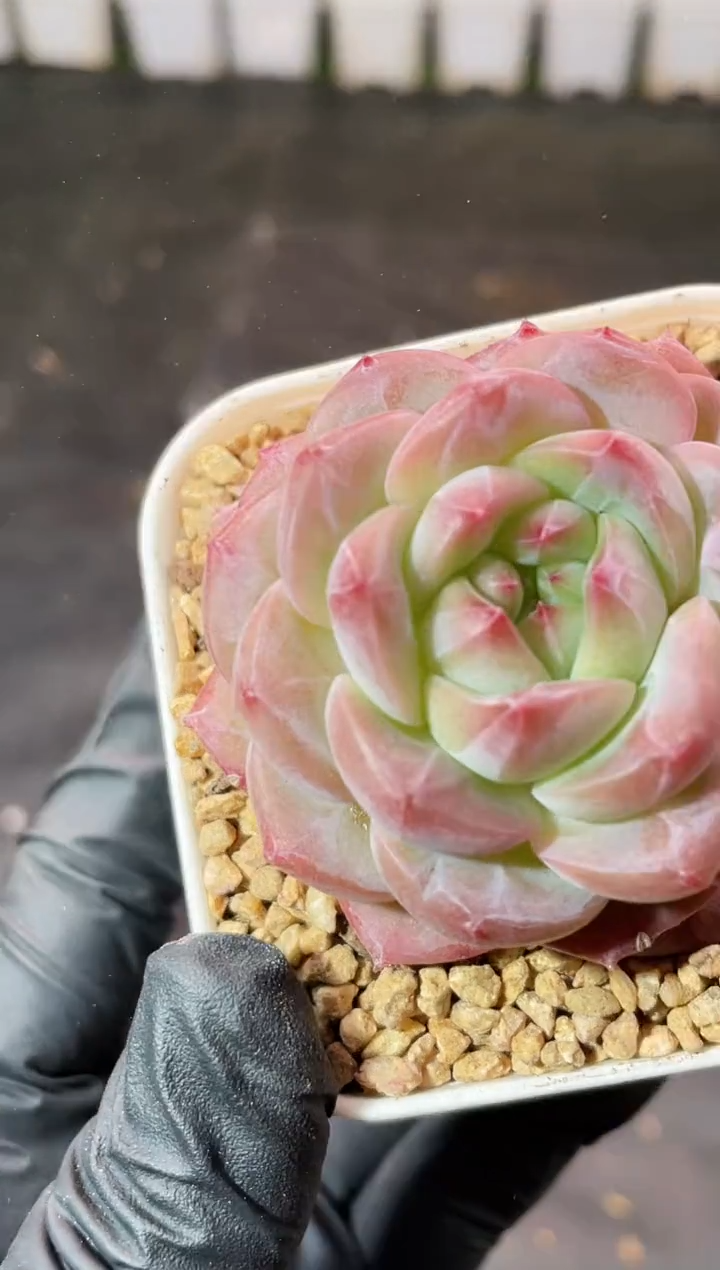 2-26P糖钻石心3-4厘米量拍发一颗