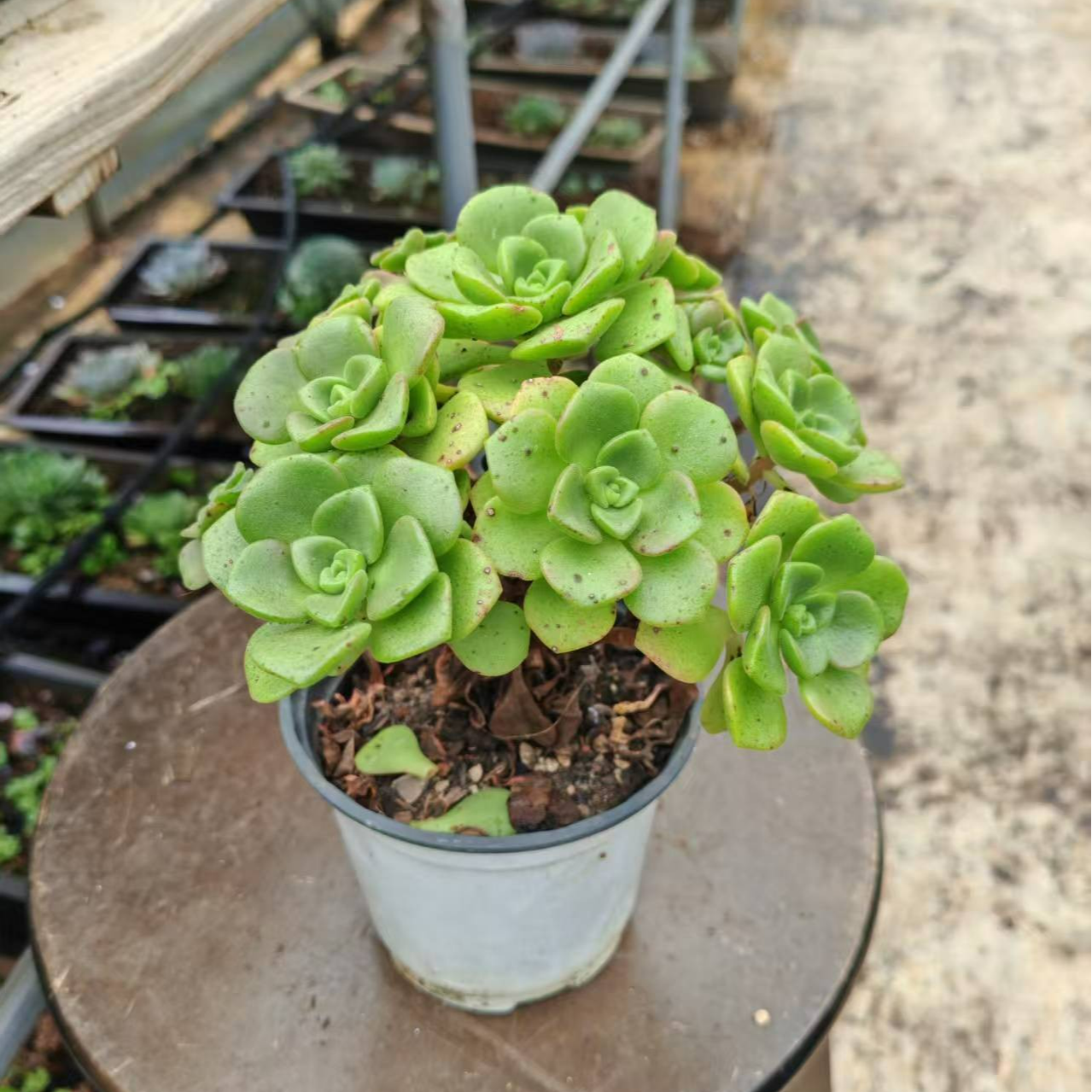 百合丽丽，叶片有斑（满9.9包邮  脱土发货）