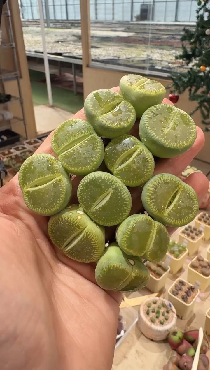 334多肉植物肉锥绿光阳一颗