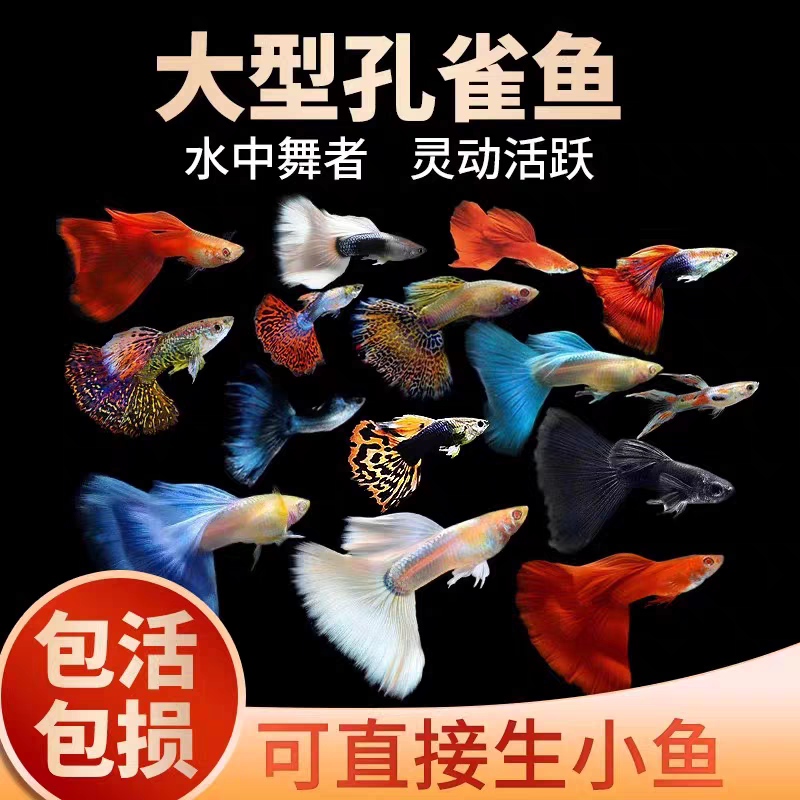 【新手套餐】10条孔雀鱼五个品种皮实好养金粉耐活可繁殖繁育孔雀鱼