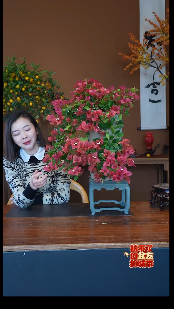 全部花朵腊染红三角梅盆景盆景