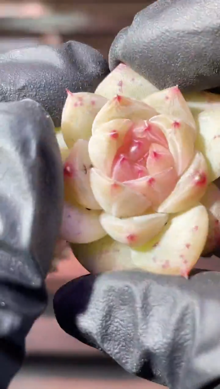 33-16 西子捧心优2-3厘米量拍发一颗