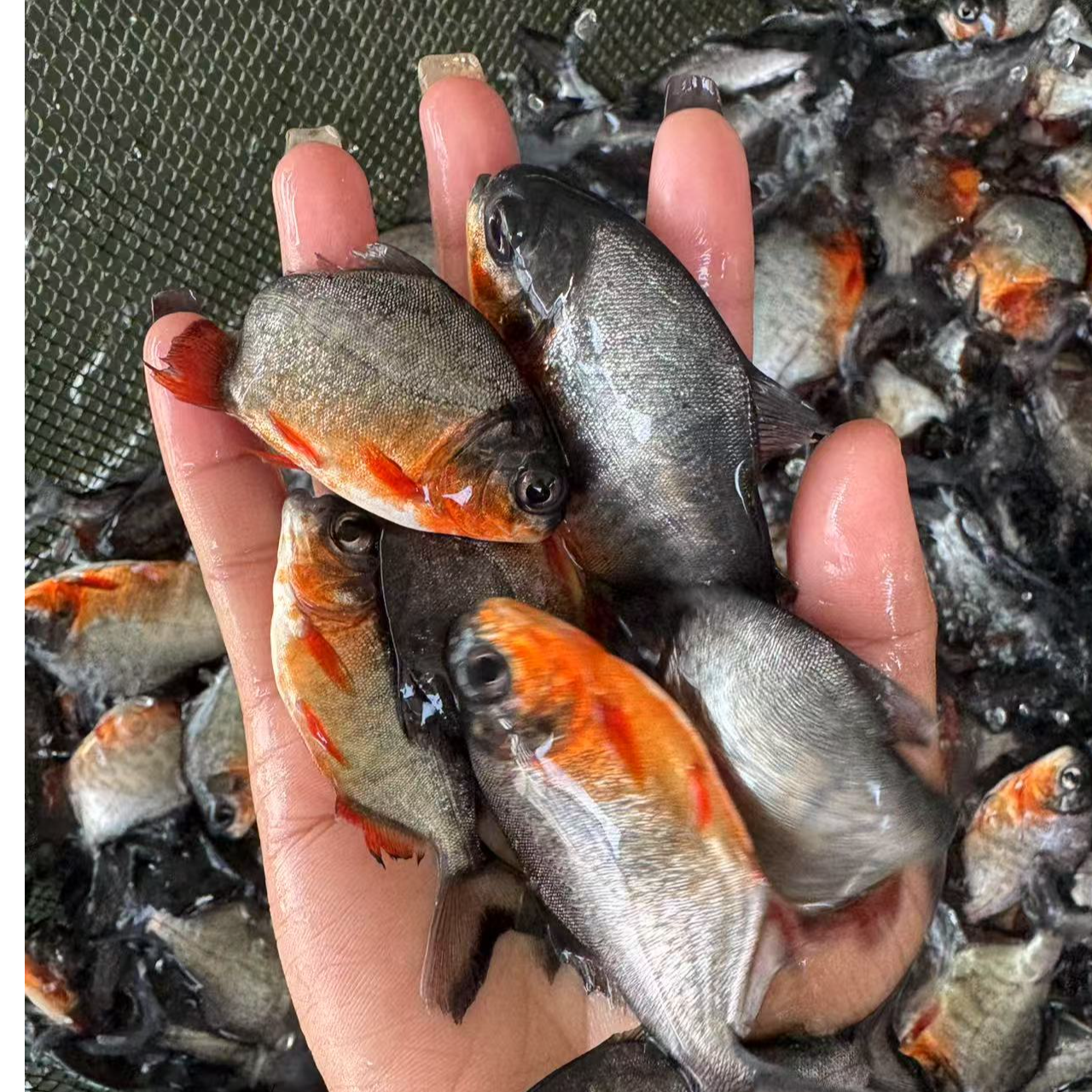 红腹鲳鱼淡水养殖观赏鲳鱼凶猛鲳鱼好养