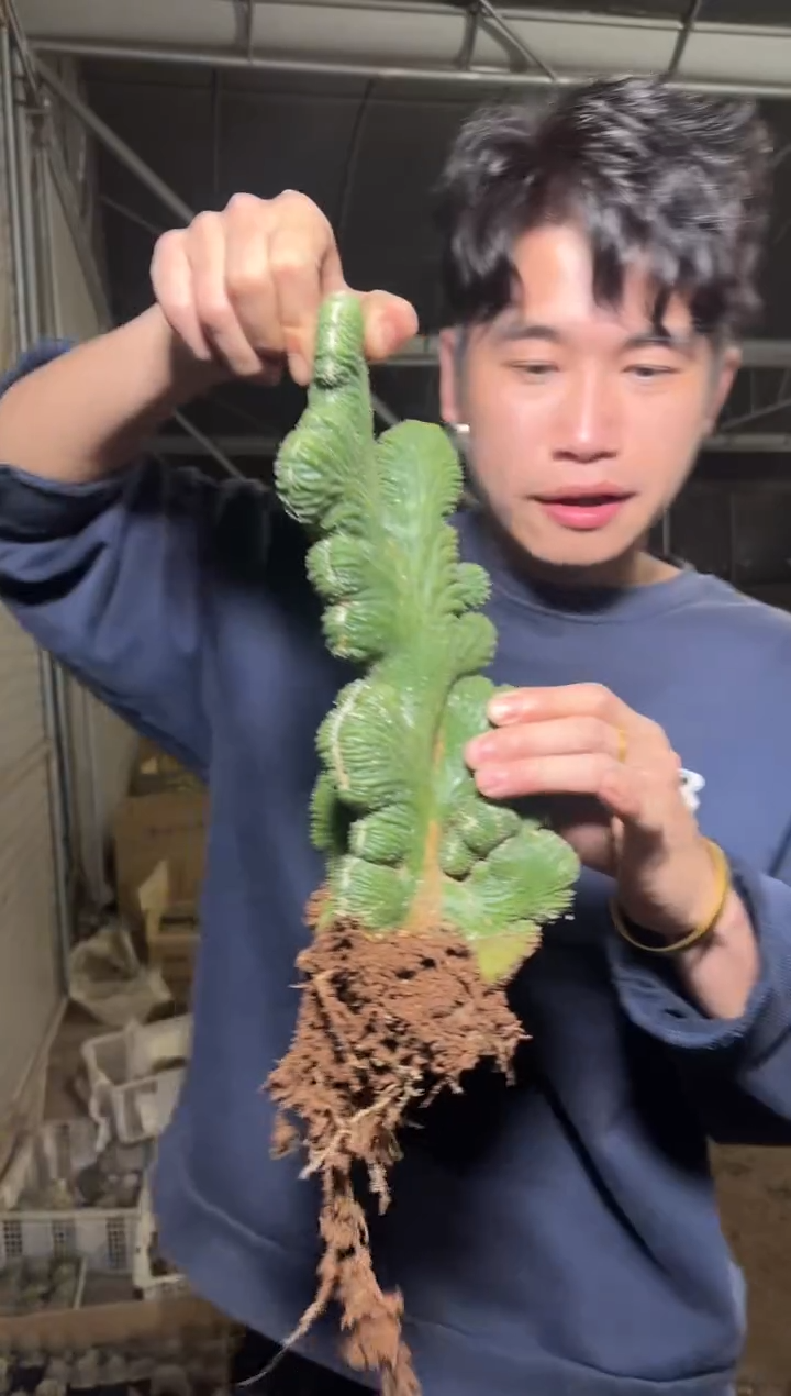 大号 五指山【带根】