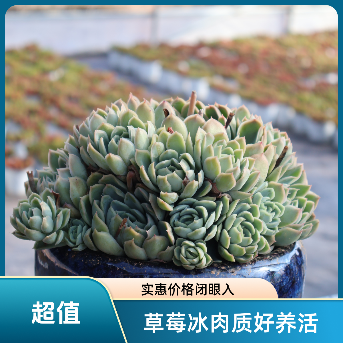 新手必入！好养易活的草莓冰多肉来啦