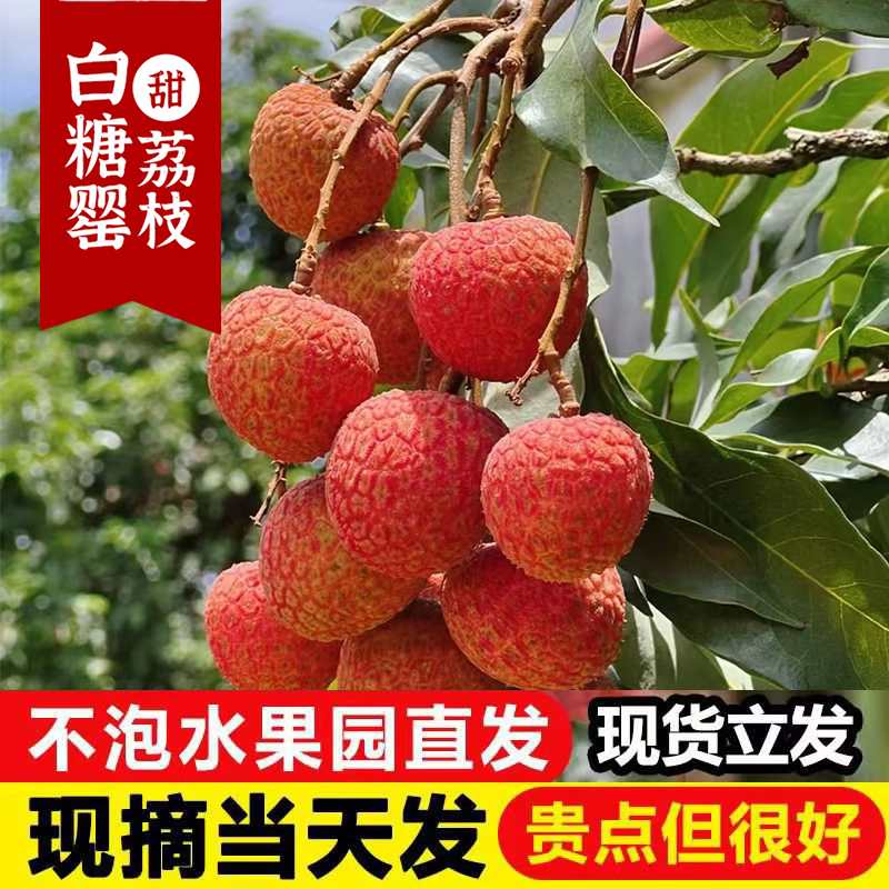 【次日达白糖罂荔枝果园直发现采现发顺丰冷链3/5斤装现采现发】