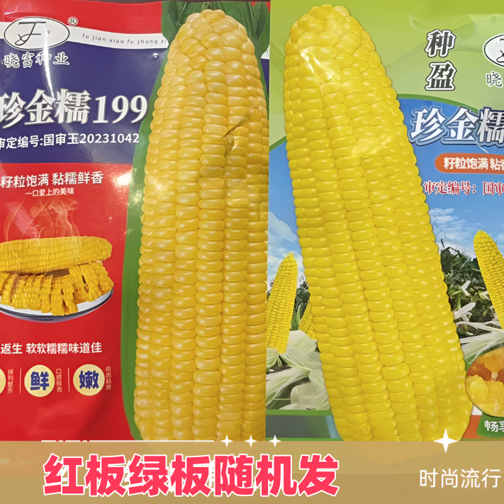 种盈珍金糯199种子