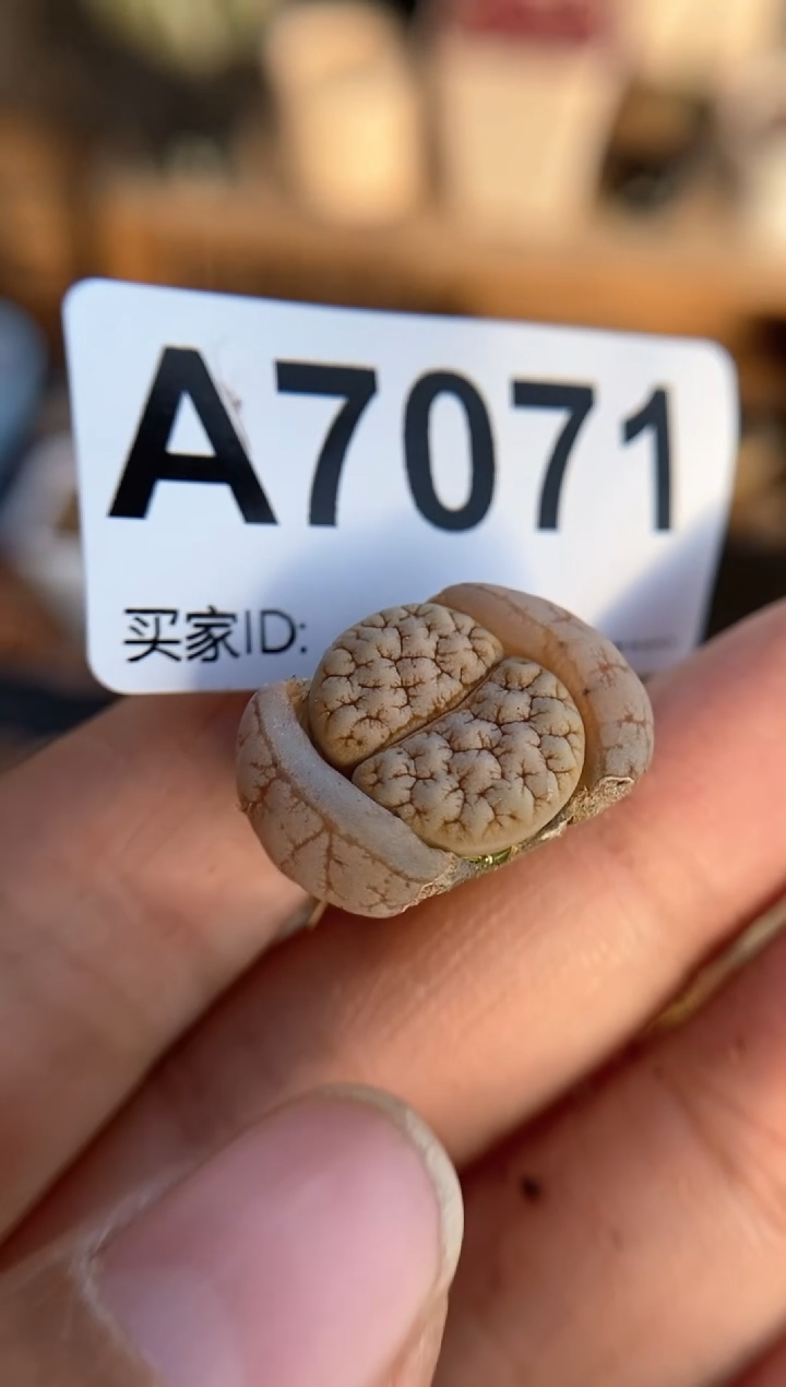 【闪购商品】189直播间一物一拍7071