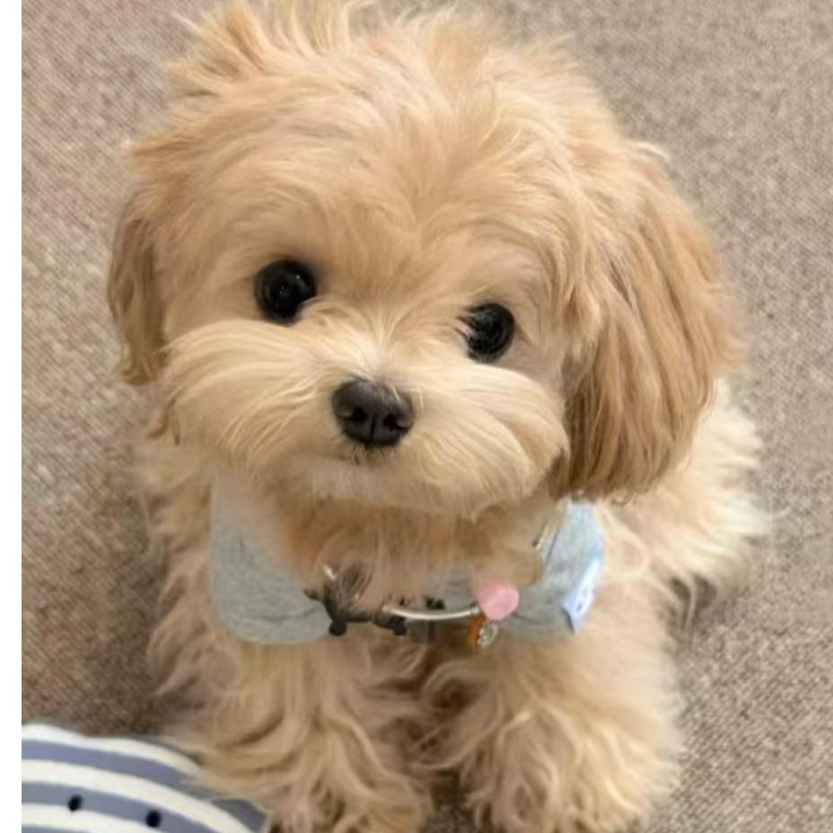 （泡泡家）混血狗狗比熊泰迪熊串串田园犬