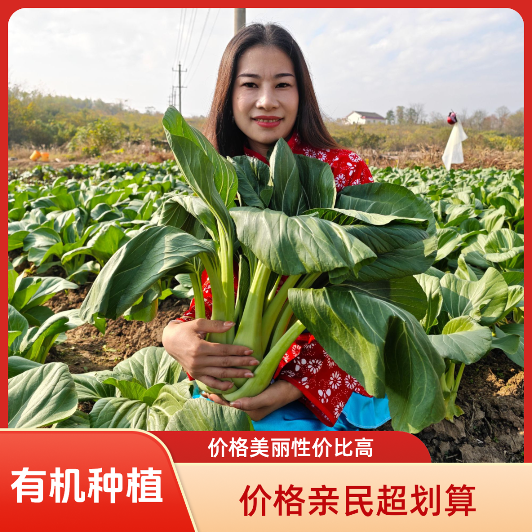 精选金甲岭现摘霜打条干白菜田园有机种植（快递包邮）