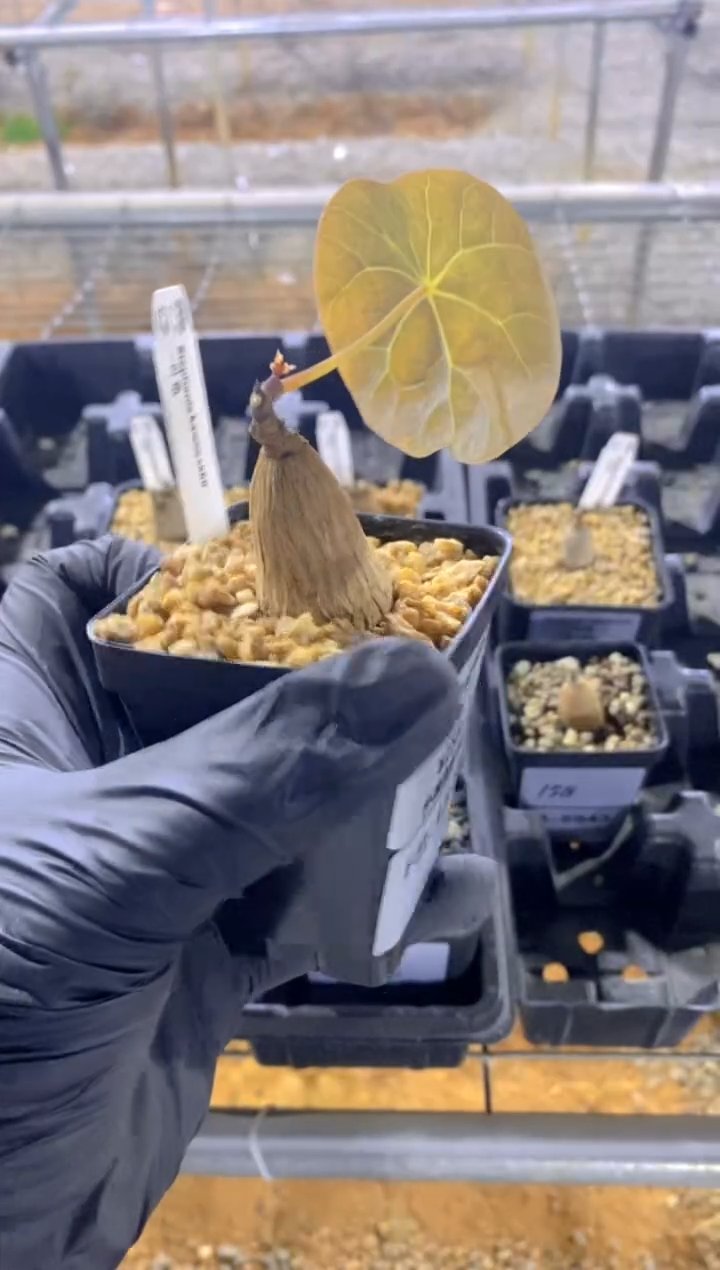 【闪购商品】一叶龟FB-1524