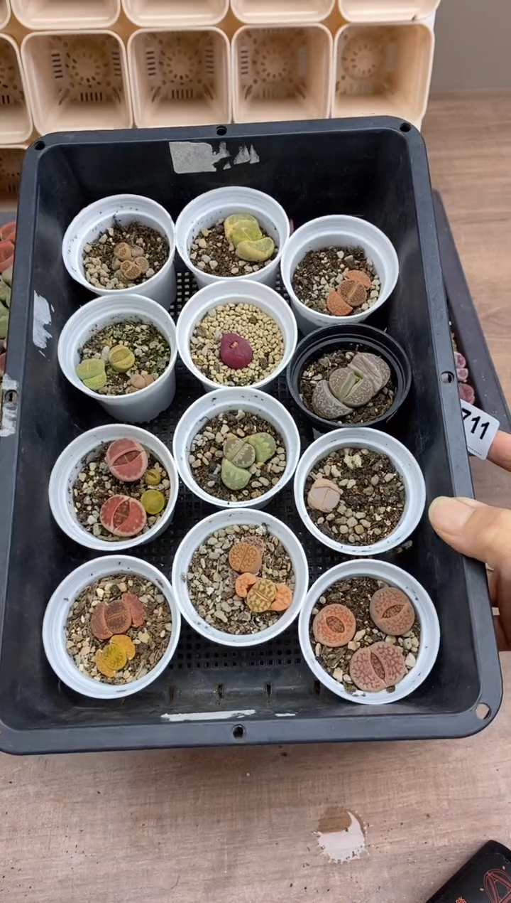 【闪购商品】8773直播一物一拍