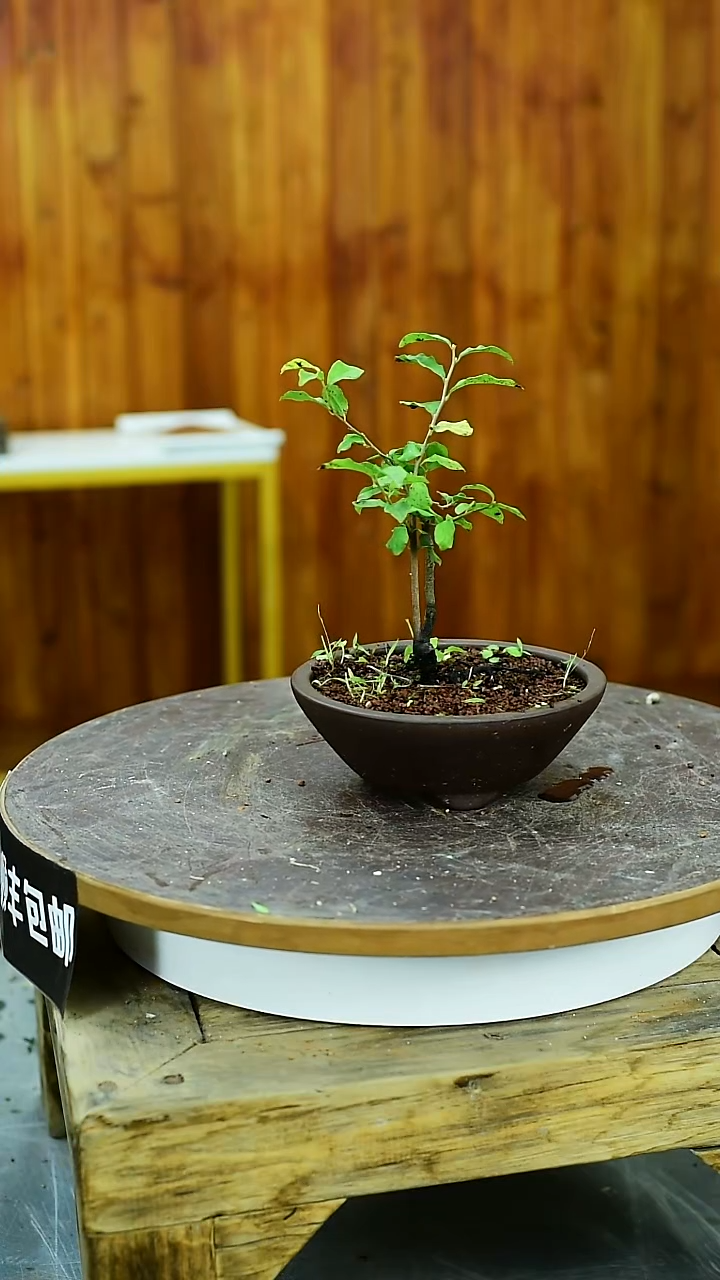 ?**杰福建闽江雀舌皱皮黄杨