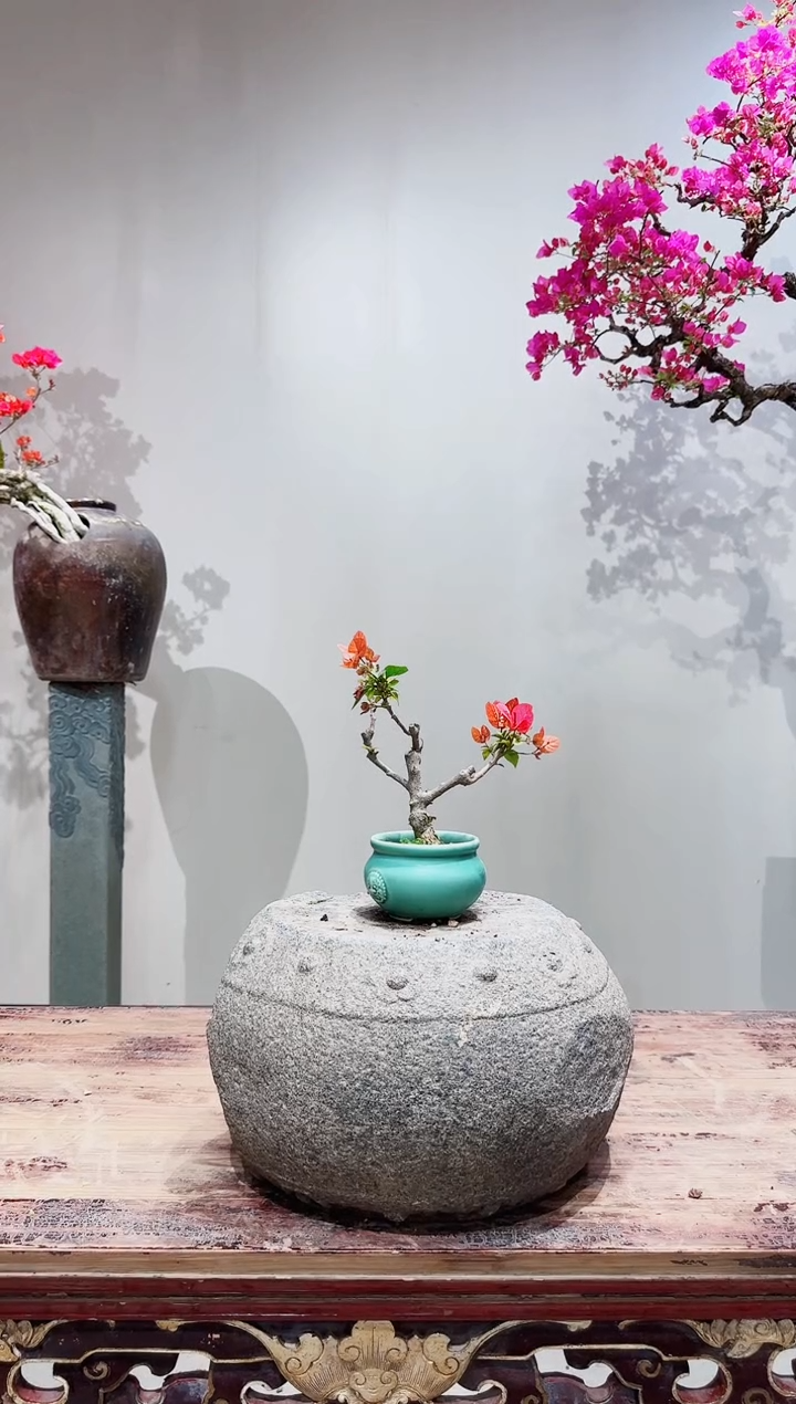 【闪购商品】盆景同安红