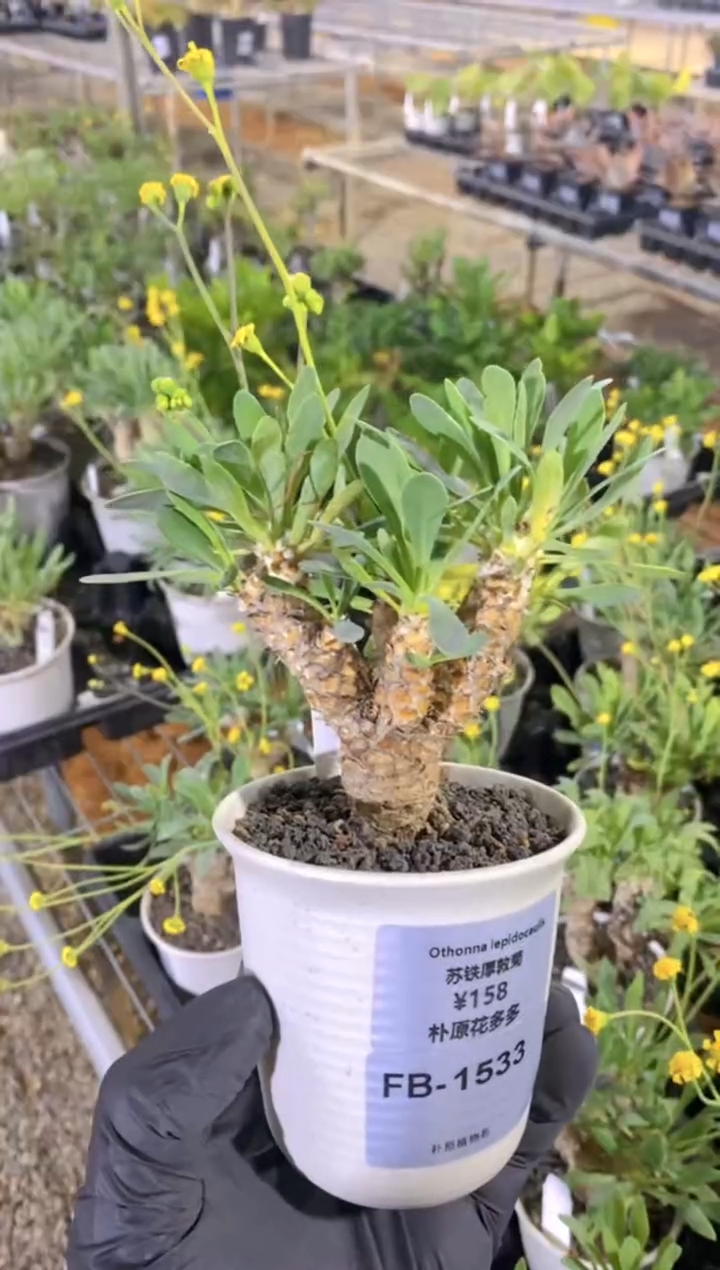 【闪购商品】苏铁厚敦菊FB-1533