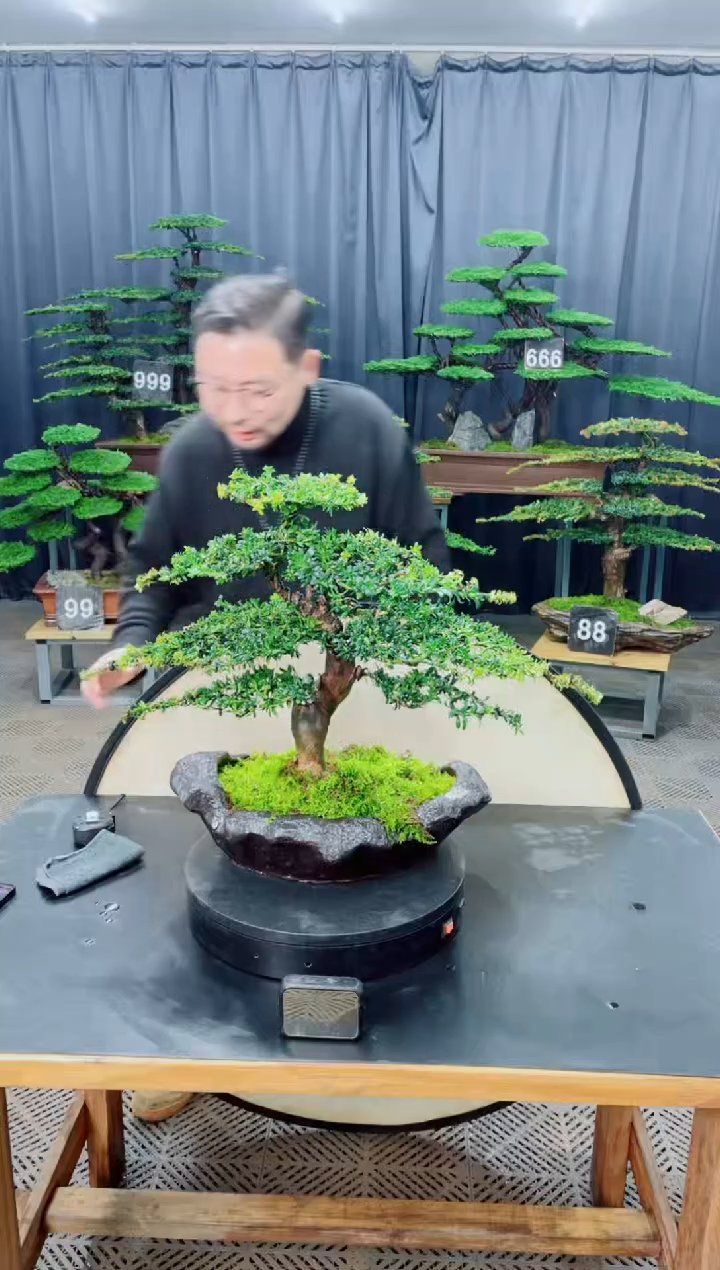 无花朵盆景.....