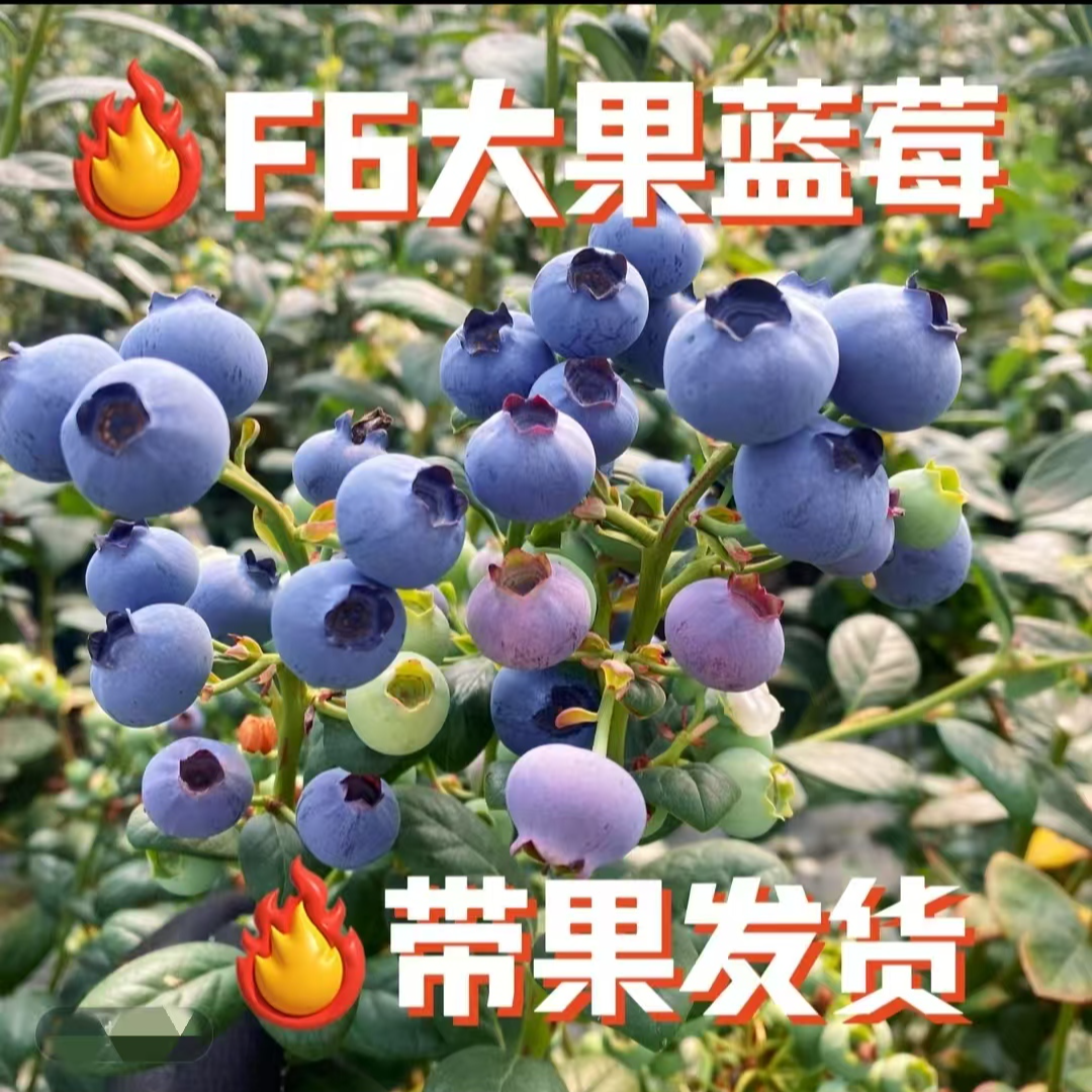 蓝莓盆栽带果适合阳台种植喜阳喜水绿植苗 带花带果 原盆原土发货