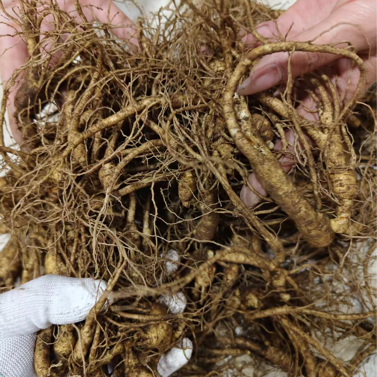 长白山新鲜带土人参微瑕现挖现采包邮可煲汤泡酒滋补炖鸡