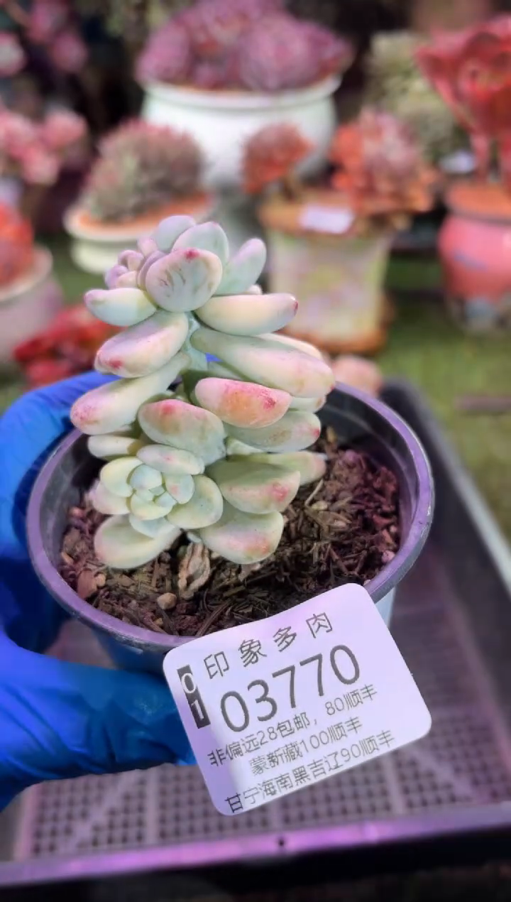 【闪购商品】03770