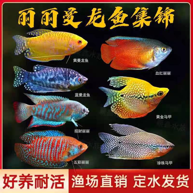 低温可养 丽丽鱼和混色曼龙鱼套餐