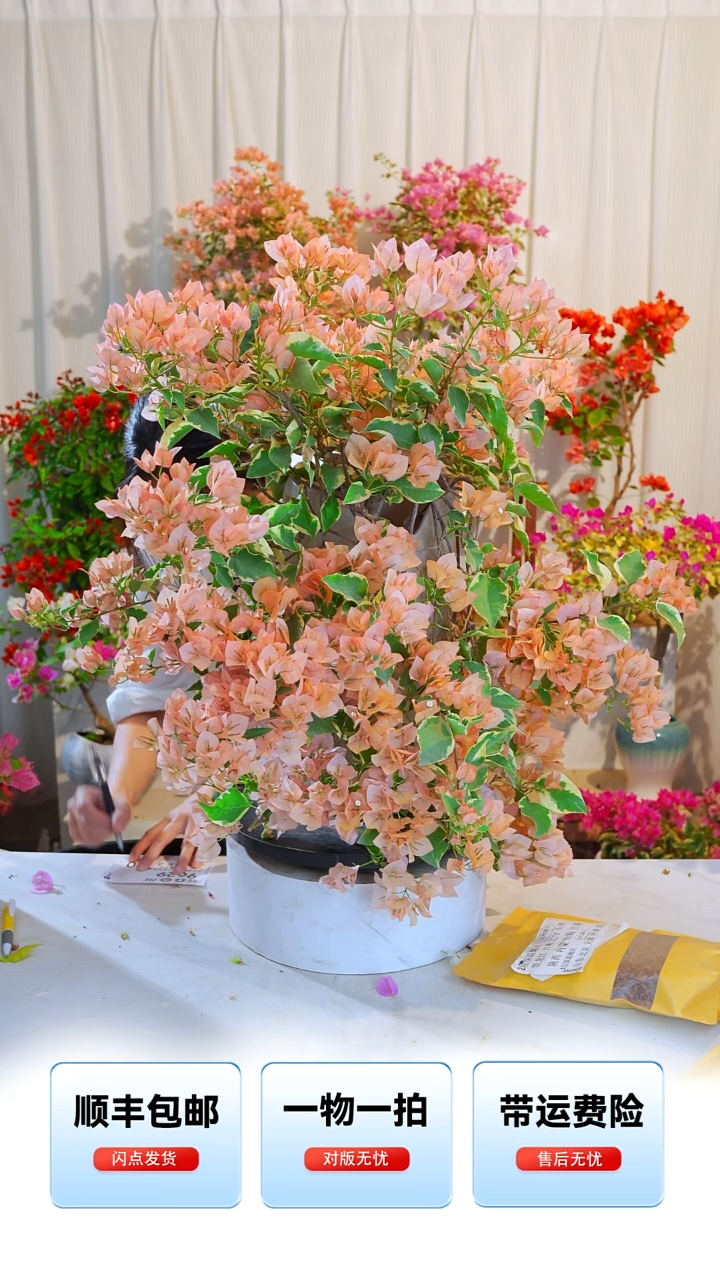 大部分开放少量花苞金边马斯