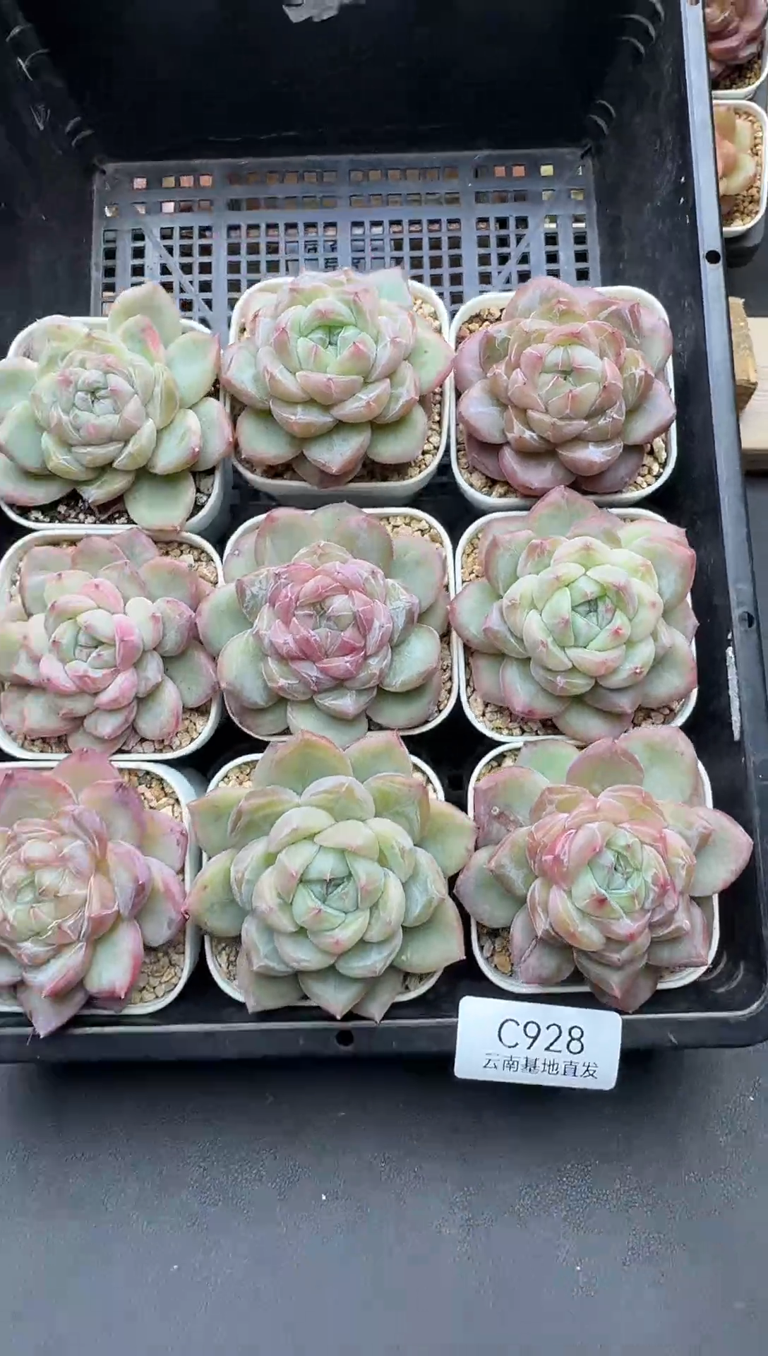 珍妮杂交多肉C928