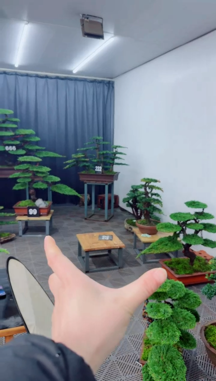 无花朵y**k盆景.....