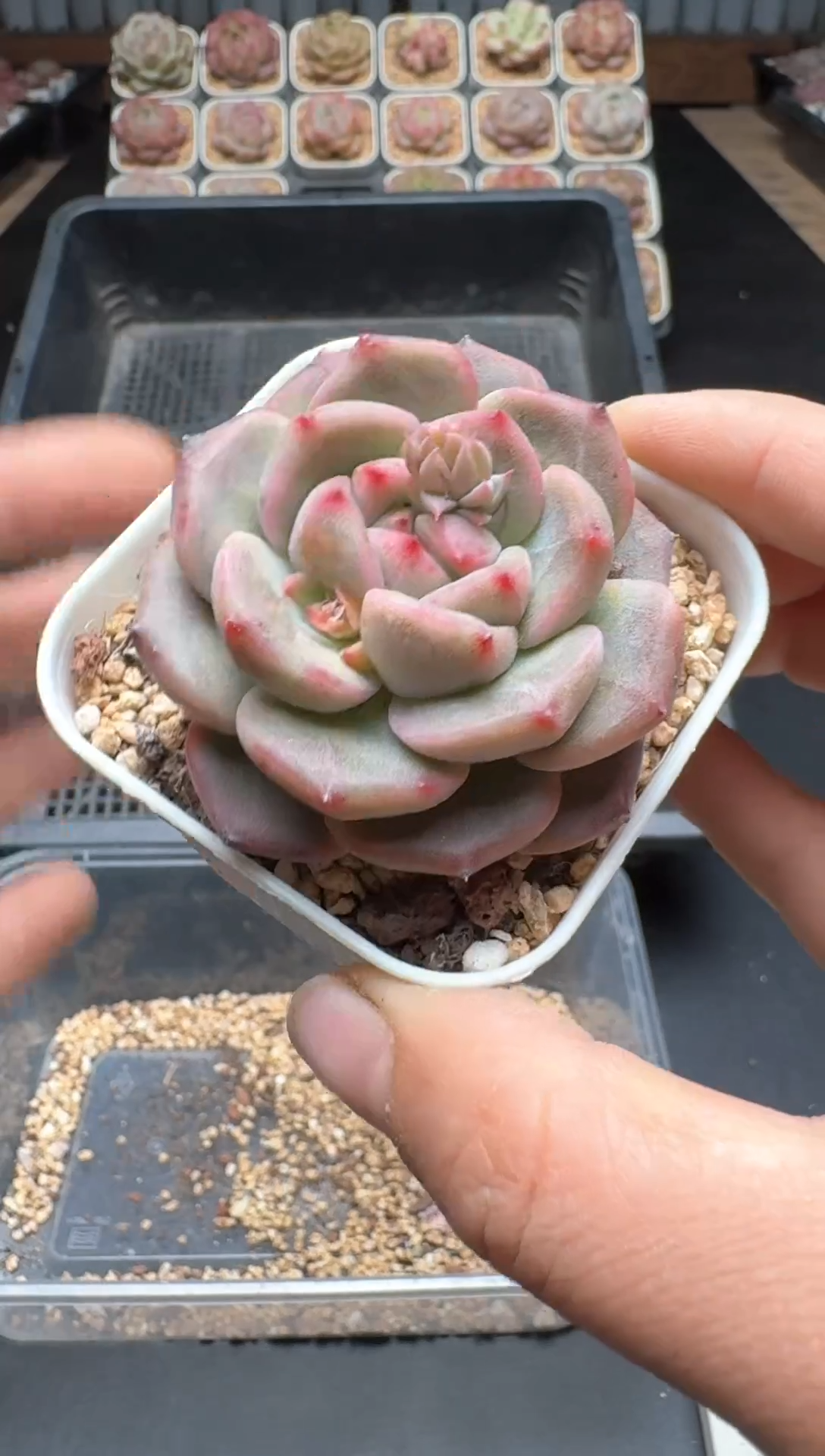 【闪购商品】096A号一物一拍多肉花卉植物拍3颗起发