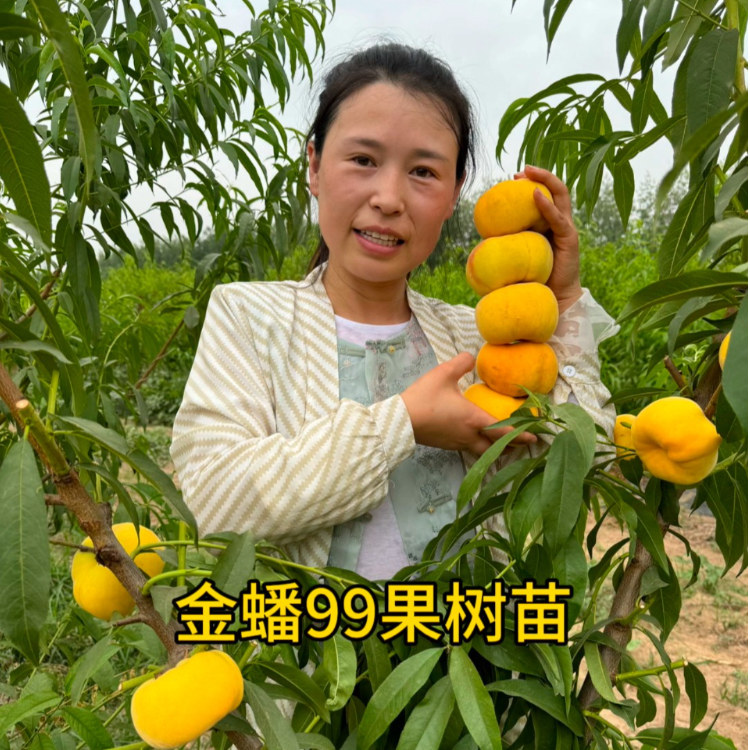 早大甜金蟠99一年生桃苗（6月上旬），果树苗落叶后裸根发货