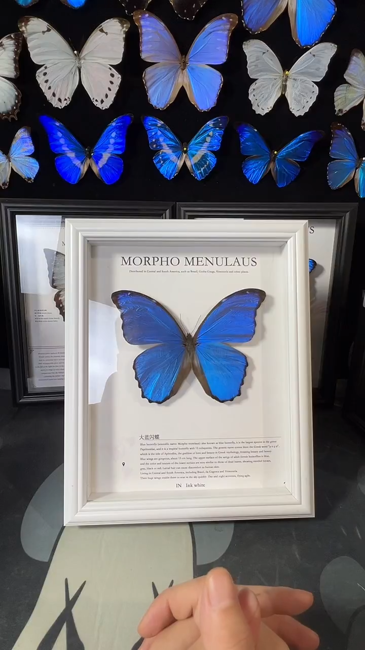 大蓝闪蝶欧版相框
