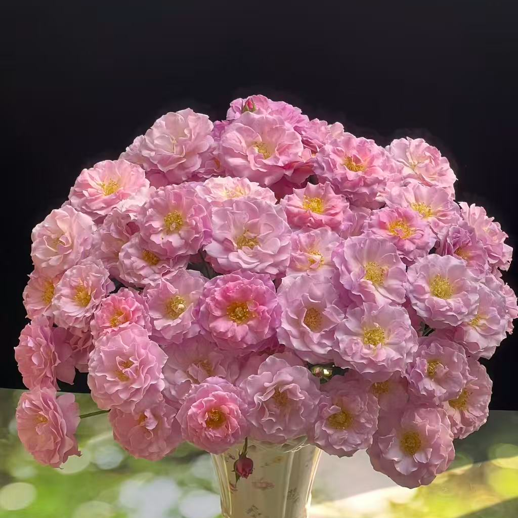 【云斗幻梦多头玫瑰 10支】  任意2单升级顺丰/德邦