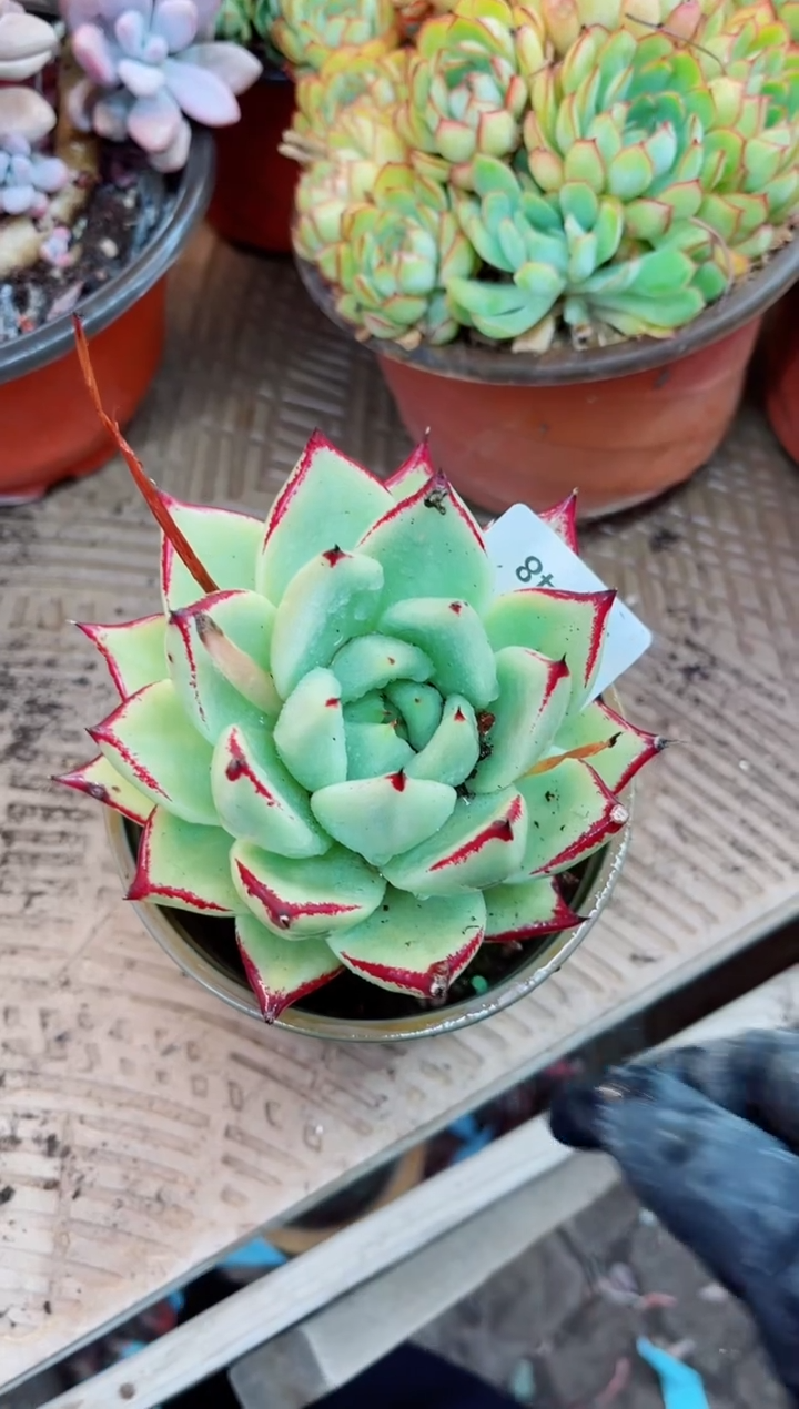 24048多肉植物一物一拍