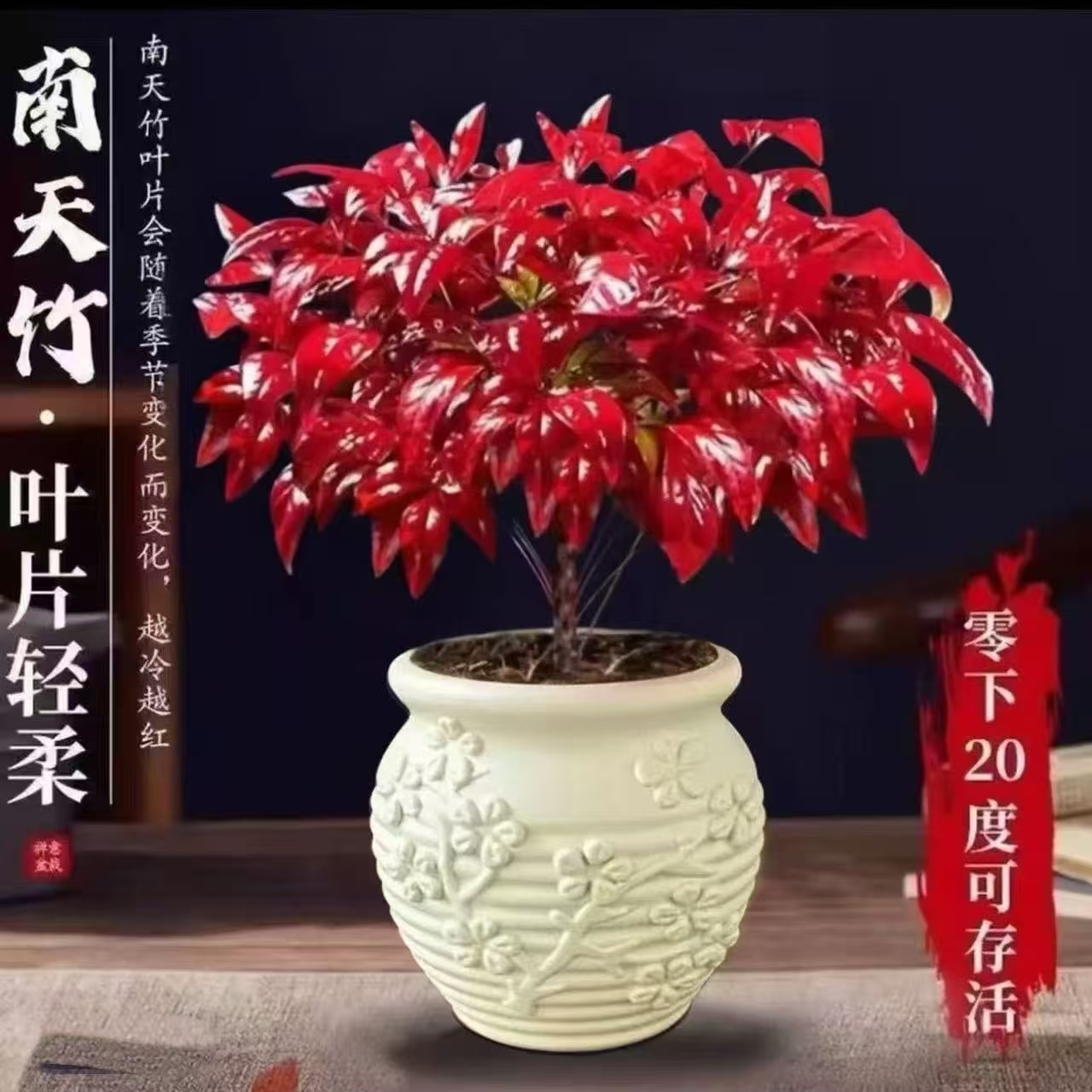 PY带浮雕花盆【越冷越红】火焰南天竹盆栽耐寒冬季变色室内外绿植