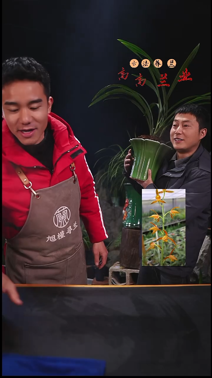 全部花苞?墨兰初晓