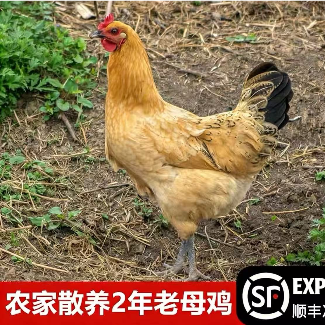 【小丽】买3送1 到手4只农家散养两年老母鸡   新鲜宰杀 急冻锁鲜