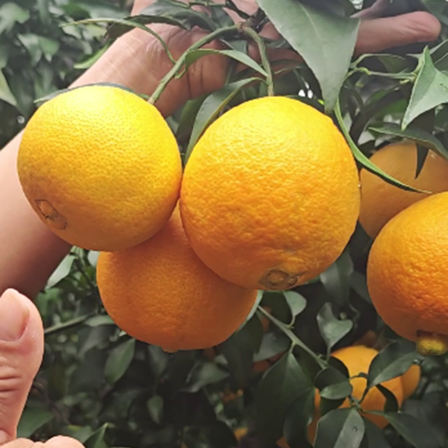 眉山爱媛果冻橙皮薄无核爱媛红美人当季新鲜水果现摘现发85-100cm