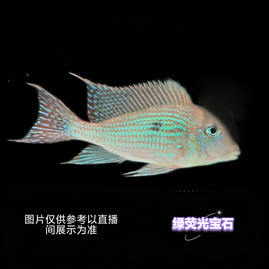 荧光绿宝石关刀南美食土鲷热带观赏鱼好养易活