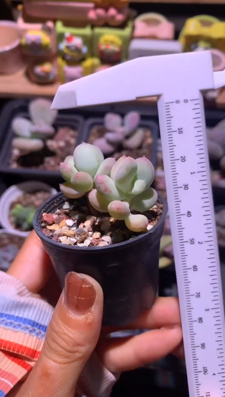 红宝石苹果奶酪，满28包邮，不满发一个叶片到付