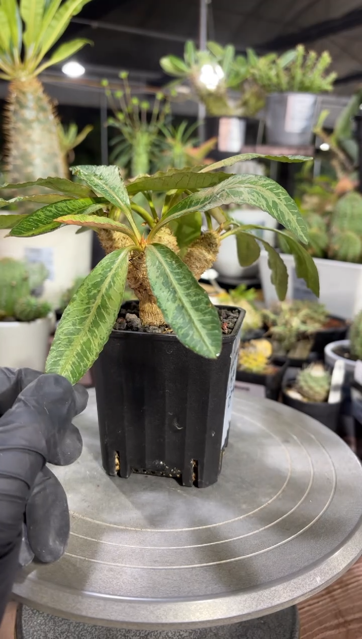 鱼骨大戟杂瓦莲大戟FD-774