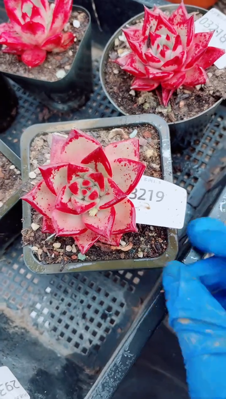 晚**鱼跃跃精品多肉03219