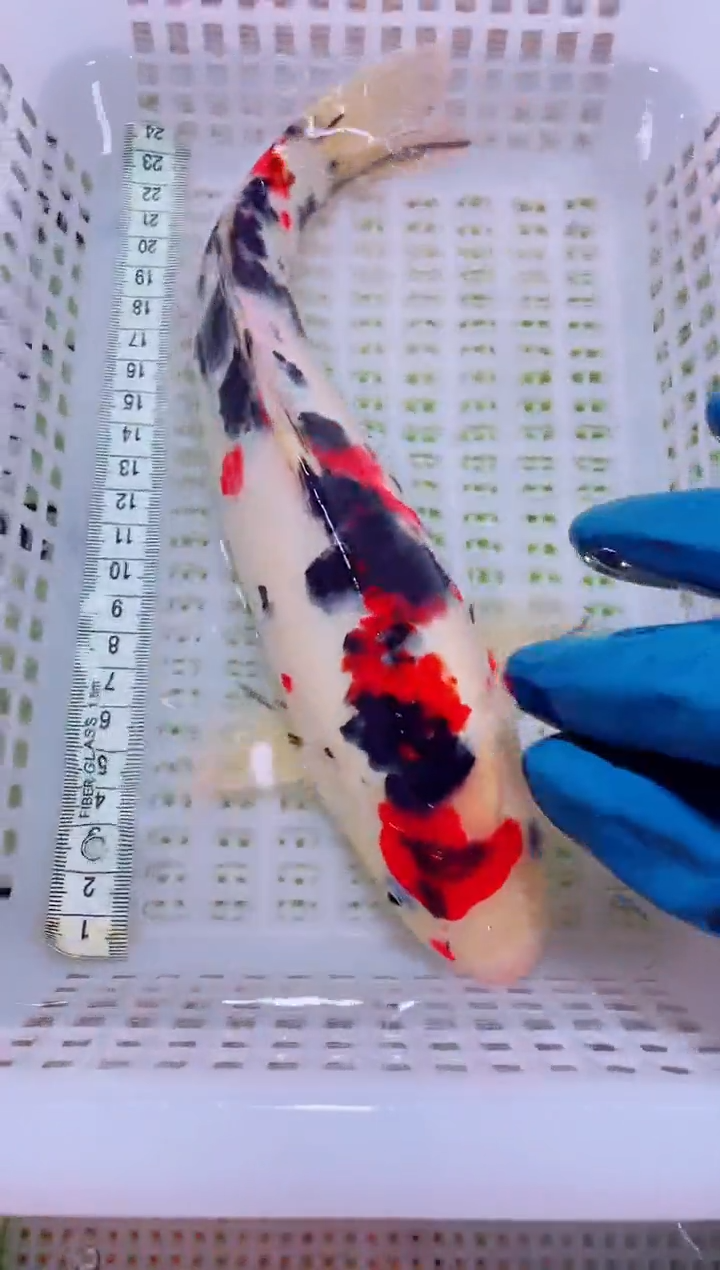 锦鲤血统锦鲤全场包邮24