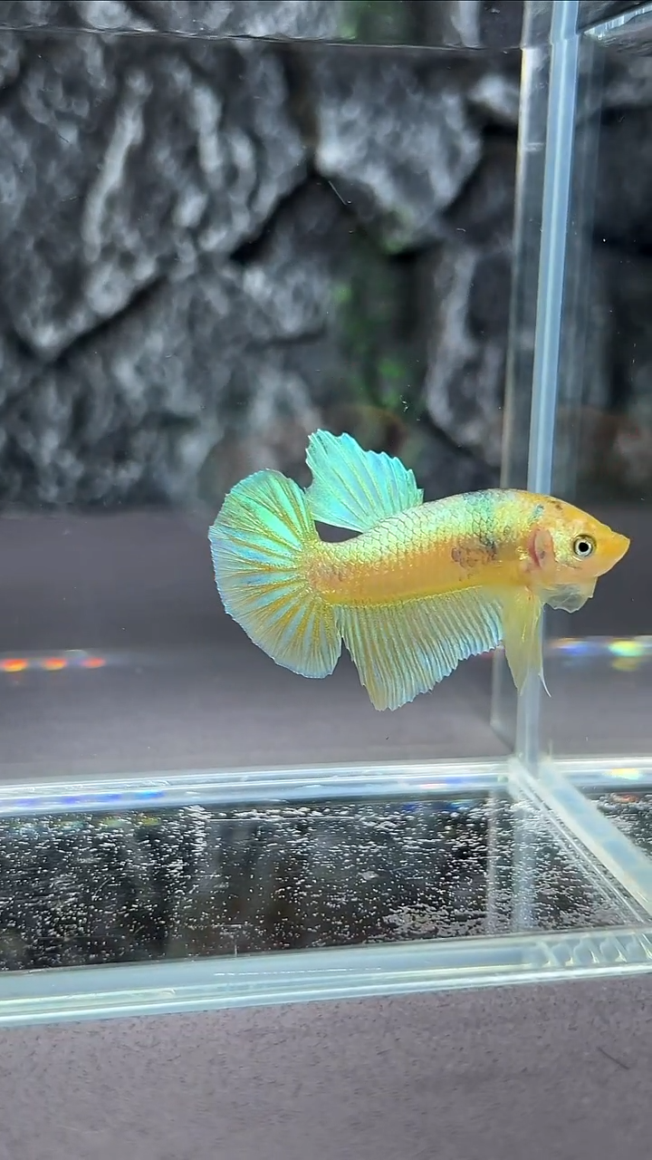 斗鱼竞拍链接A054