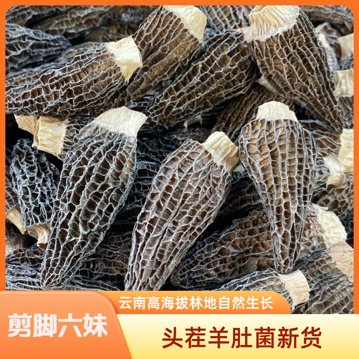 2025新货 云南高山羊肚菌头茬精品菌菇煲汤干货食材 肉厚饱满剪脚
