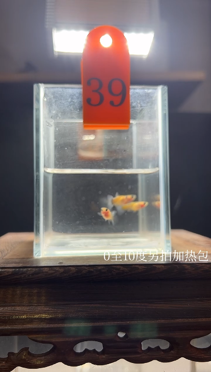 孔雀鱼黄肉蓝礼服玻璃猫普通体39