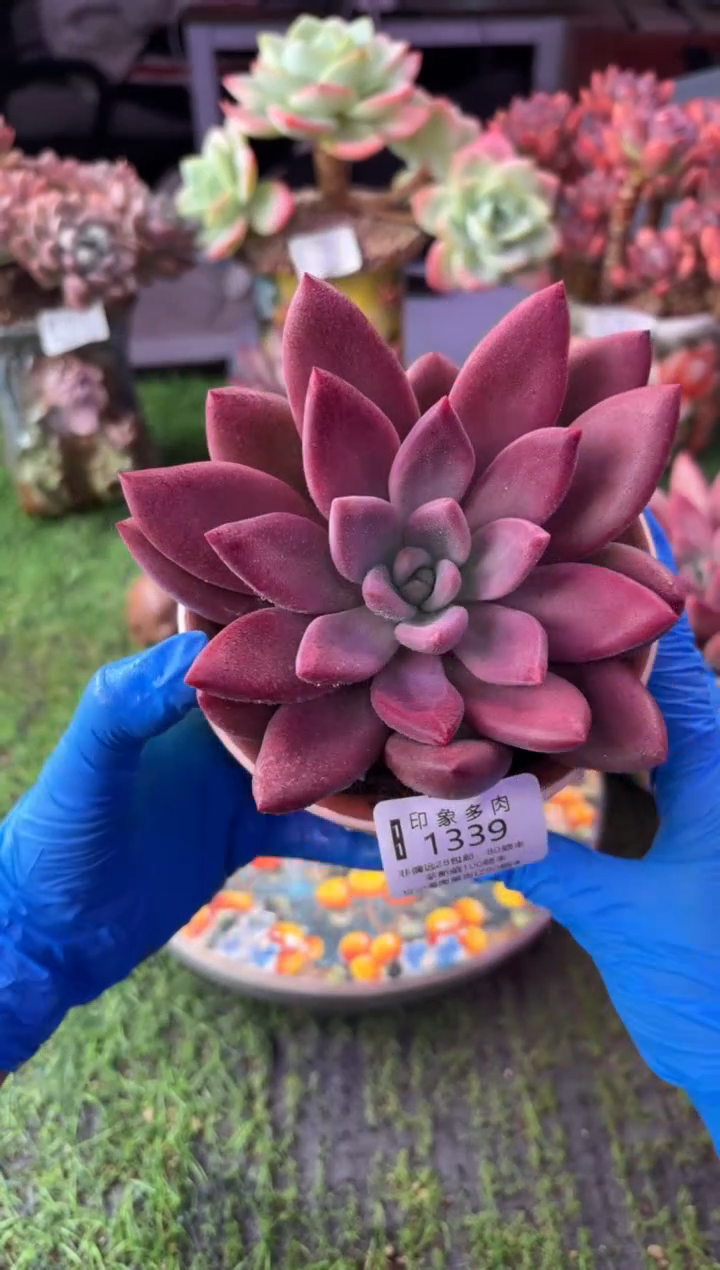昆明印象多肉1339