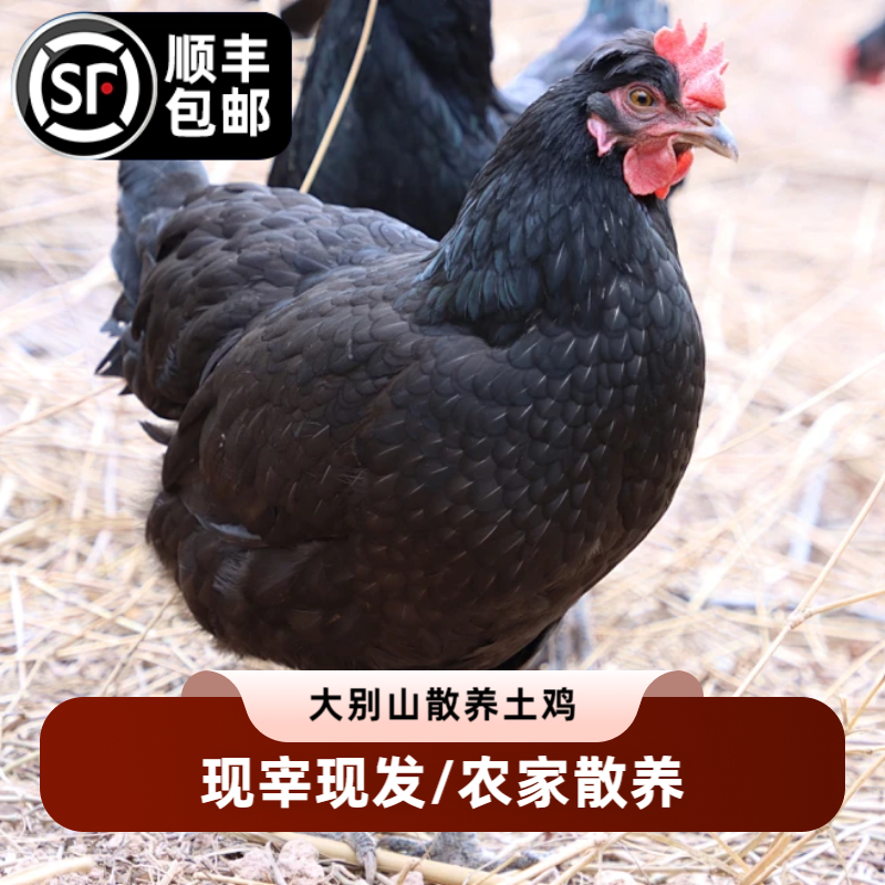 大别山散养鸡整只现宰现发顺丰发货