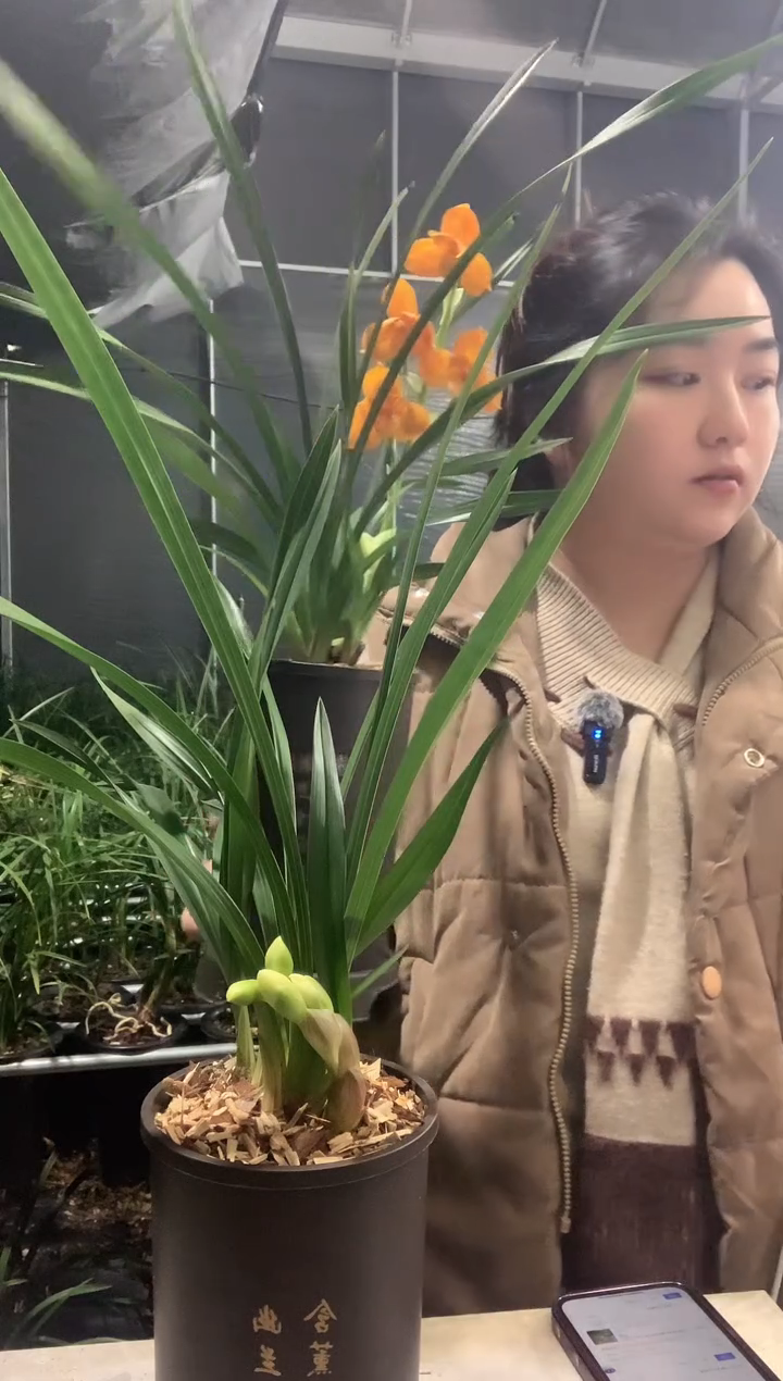 大部分开放少量花苞金凤凰3苗带花种好发货