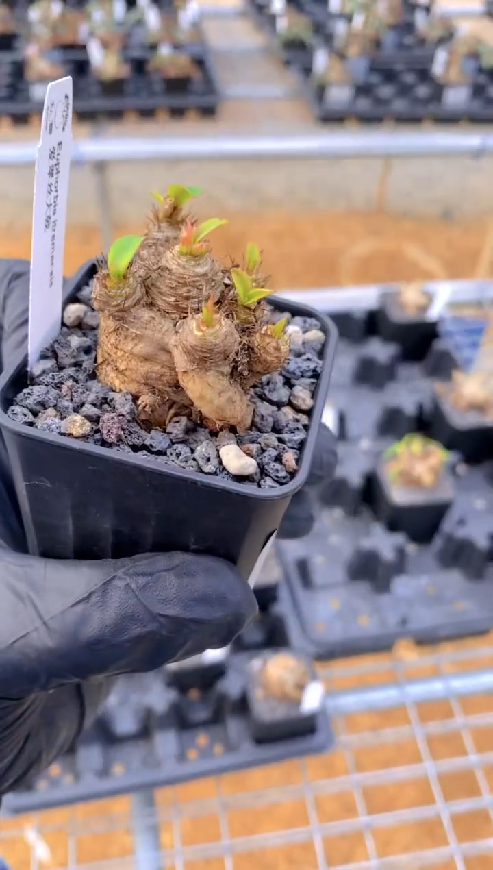 【闪购商品】爱翠斯FA-9258