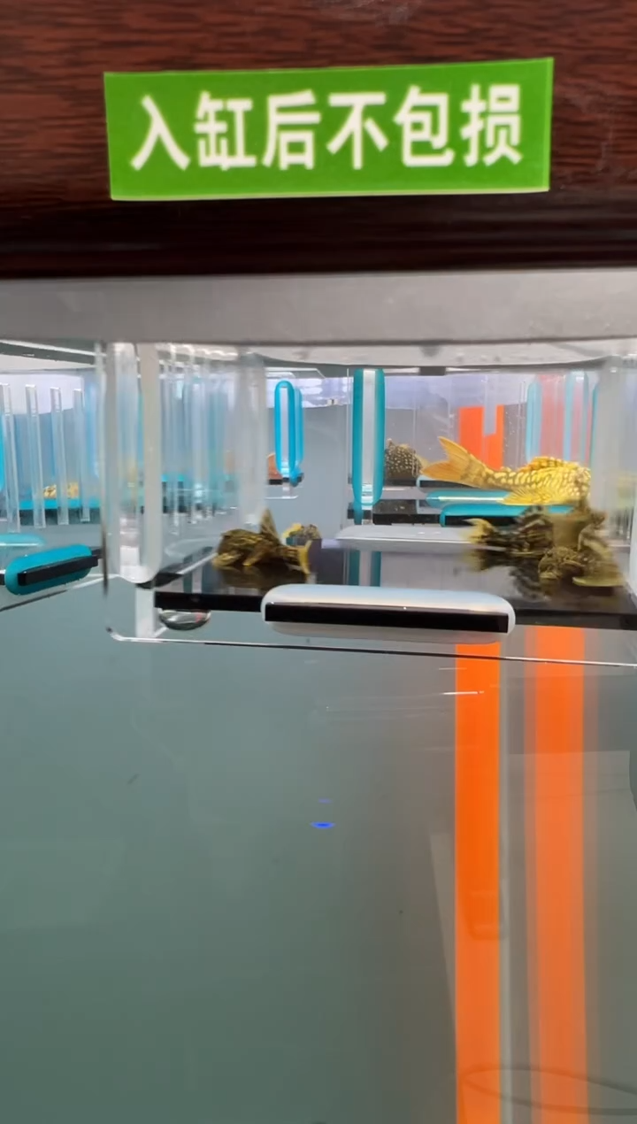 清道夫85号024微短 入缸不包损录制完整开箱视频3厘米