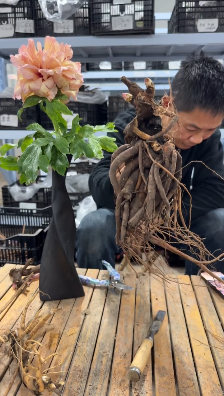 利利  89  雪纺东糕